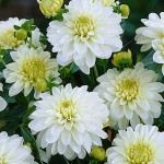 Dahlia 'Gallery Art Fair' White (Dahlia 'Gallery Art Fair') Tuberous - Gallery® Series (789601) Dahlia 'Gallery Art Fair' White - Tuberous & Bulbs