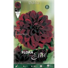 Dahlias Arabian Night Red-Black - Tuberous