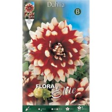 Dahlias 'Duet' Red-White - Tuberous & Bulbs