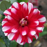 Dahlia 'Duet' Red-White (Dahlia x pinnata 'Duet') - Tuberous (605642) Dahlias 'Duet' Red-White - Tuberous & Bulbs