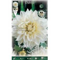 White Perfection Dahlia White Tuberous