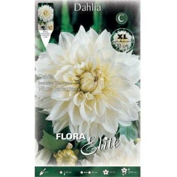White Perfection Dahlia White (Dahlia x pinnata 'White Perfection') Tuberous White Perfection Dahlia White Tuberous