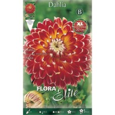 Akita Dinnerplate Dahlia Red-Yellow Tuberous 