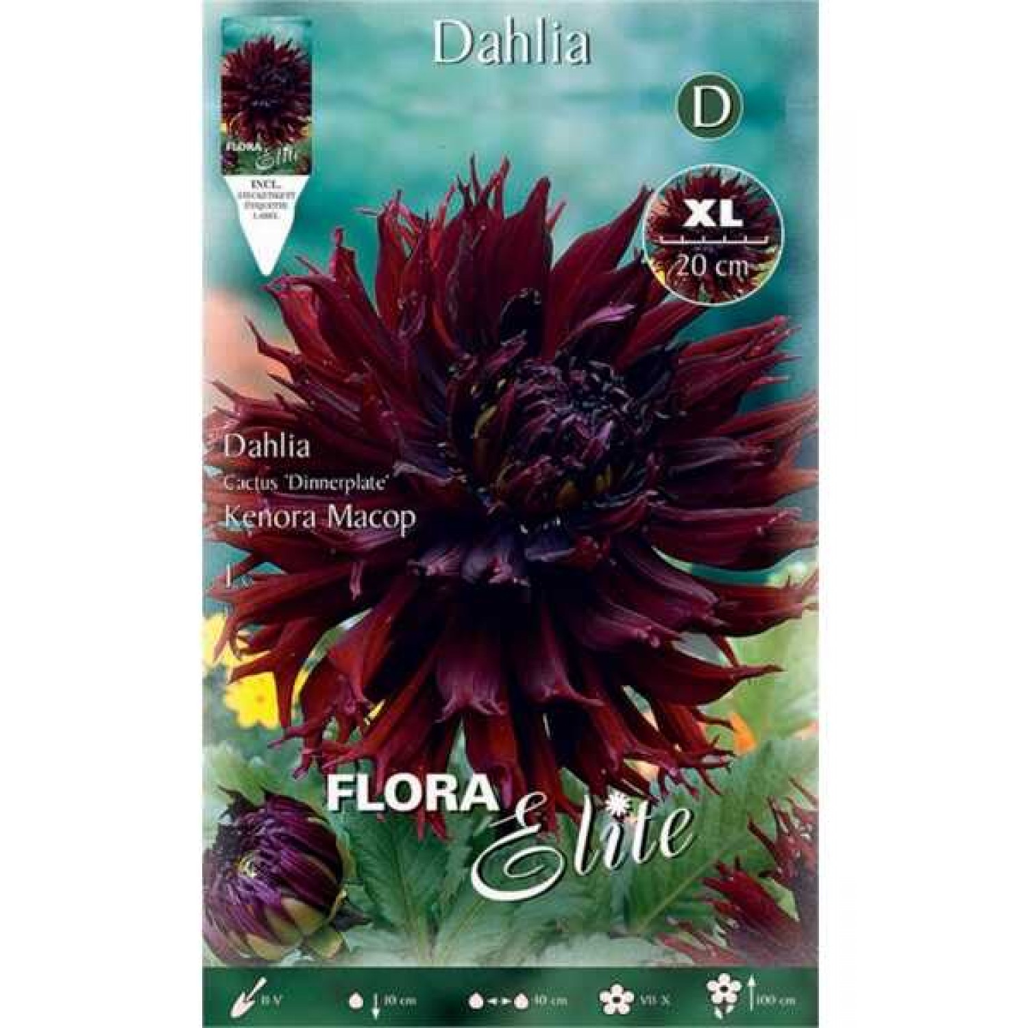 Kenora Macop Dinnerplate Dahlia Bordeaux Tuberous 