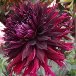 Kenora Macop Dinnerplate Dahlia Bordeaux Tuberous 