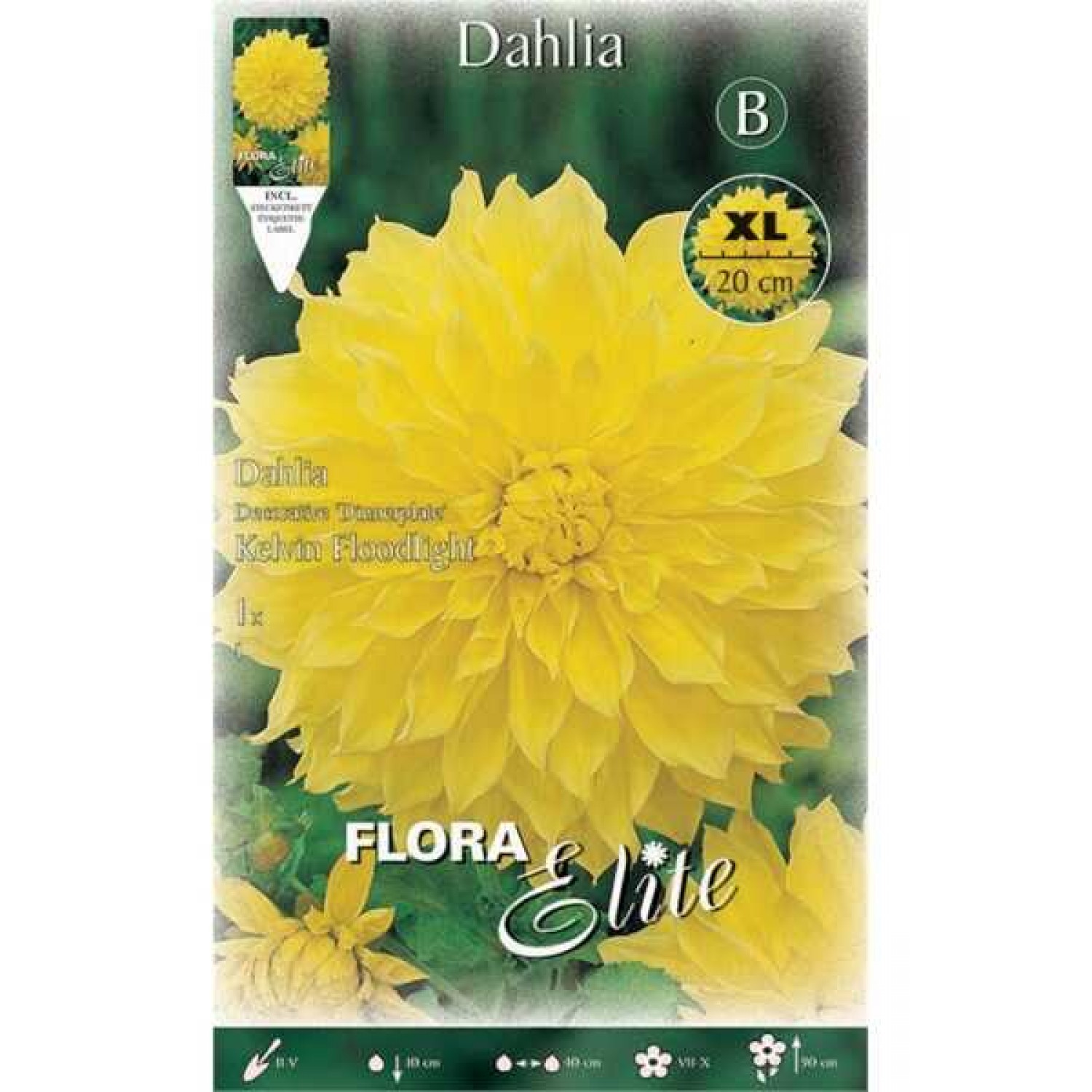 Dahlia Dinnerplate Yellow Kelvin Floodlight Tuberous 