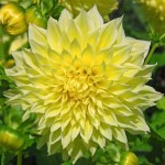 Dahlia Dinnerplate Yellow Kelvin Floodlight Tuberous 