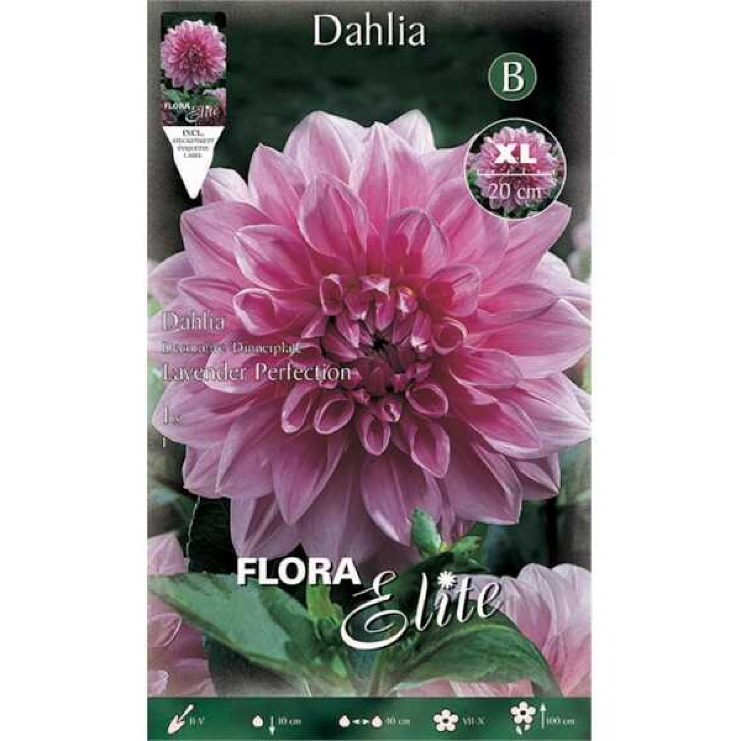 Lavender Perfection Dahlia White - Lilac (Dahlia x pinnata 'Lavender Perfection') Tuberous  Lavender Perfection Dahlia White - Lilac Tuberous