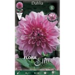 Lavender Perfection Dahlia White - Lilac (Dahlia x pinnata 'Lavender Perfection') Tuberous  Lavender Perfection Dahlia White - Lilac Tuberous