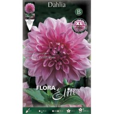 Lavender Perfection Dahlia White - Lilac Tuberous 