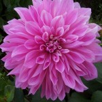 Lavender Perfection Dahlia White - Lilac (Dahlia x pinnata 'Lavender Perfection') Tuberous  Lavender Perfection Dahlia White - Lilac Tuberous