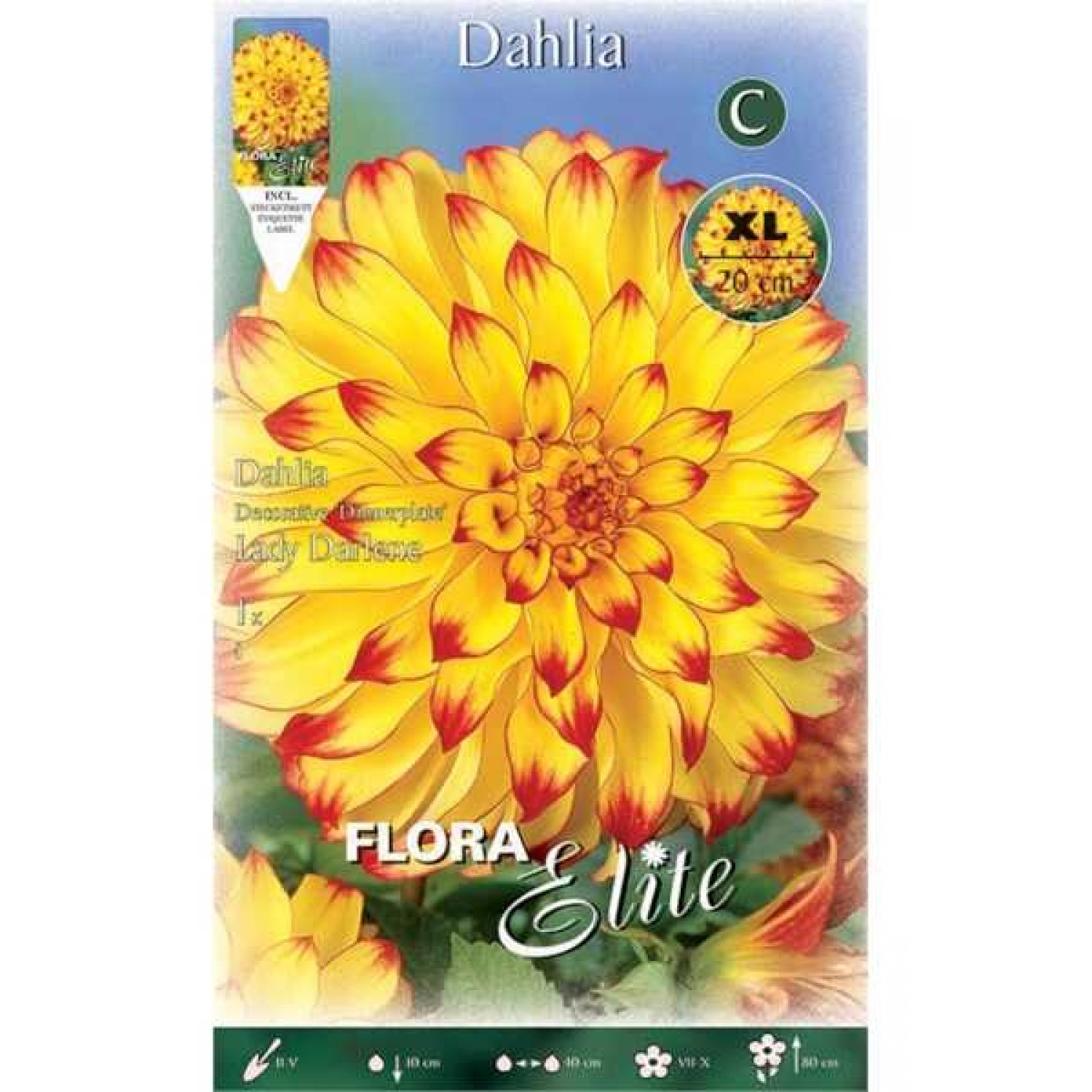 Lady Darlene Dinnerplate Dahlia Yellow - Orange Tuberous 