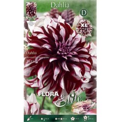 Tartan Dahlia Bordeaux - White (Dahlia x pinnata 'Tartan') Tuberous Tartan Dahlia Bordeaux - White Tuberous