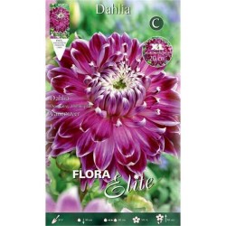 Vancouver Dahlia Purple - White (Dahlia x pinnata 'Vancouver') Tuberous Vancouver Dahlia Purple - White Tuberous