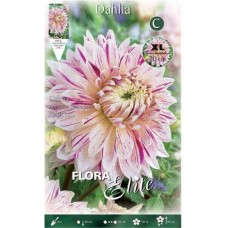 Avignon Dinnerplate Dahlia Cream-Purple Tuberous 