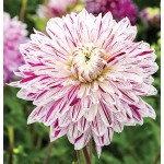 Avignon Dinnerplate Dahlia Cream-Purple (Dahlia x pinnata 'Avignon') Tuberous Avignon Dinnerplate Dahlia Cream-Purple Tuberous
