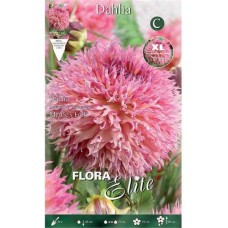 Myrtle's Folly Dahlia Pink Tuberous