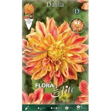 Dahlia Explosion Orange Yellow-Red Dinnerplate Tuberous 