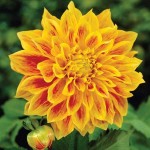 Dahlia Explosion Orange Yellow-Red Dinnerplate Tuberous 
