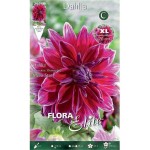 Ντάλια Γίγας Mero Star Φούξια (Dahlia x pinnata 'Mero Star') - Άνθος Μέγεθος Πιάτου (789557) Ντάλιες Mero Star Φούξια Πελώρια Άνθη