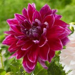 Ντάλια Γίγας Mero Star Φούξια (Dahlia x pinnata 'Mero Star') - Άνθος Μέγεθος Πιάτου (789557) Ντάλιες Mero Star Φούξια Πελώρια Άνθη
