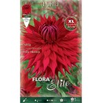 Dahlia Holly Huston Red Dinnerplate Tuberous 