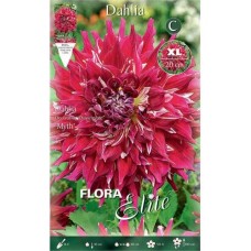 Dahlia Myth Red-White Dinnerplate Tuberous 