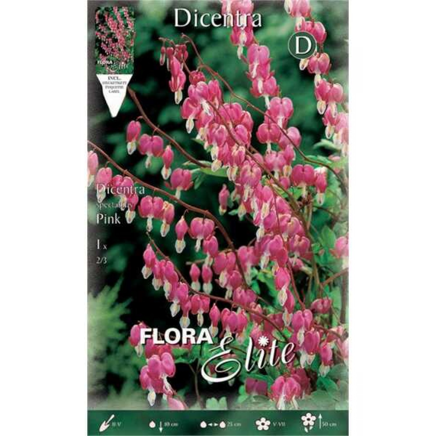 Japanese Bleeding Heart 'Pink' (Dicentra spectabilis ‘Pink’) - Rhizome (822223) Japanese Bleeding Heart 'Pink' - Rhizomes & Bulbs