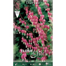 Δικέντρα Pink Ροζ - Λευκή (Ματωμένη Καρδιά) - Ριζώματα