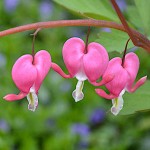 Japanese Bleeding Heart 'Pink' (Dicentra spectabilis ‘Pink’) - Rhizome (822223) Japanese Bleeding Heart 'Pink' - Rhizomes & Bulbs