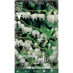 Δικέντρα White Λευκή (Ματωμένη Καρδιά) - Ριζώματα