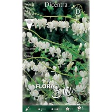 Δικέντρα White Λευκή (Ματωμένη Καρδιά) - Ριζώματα