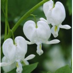 Δικέντρα White Λευκή (Ματωμένη Καρδιά) - Ριζώματα