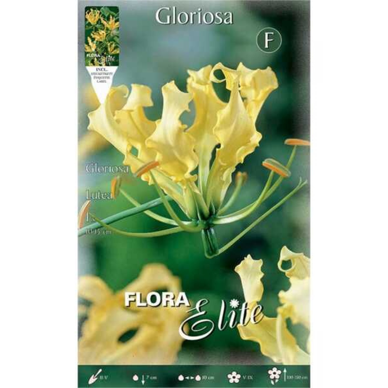 Fire Lily Yellow Tuber (Gloriosa superba 'Lutea')