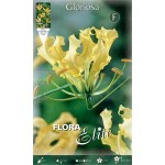 Fire Lily Yellow Tuber (Gloriosa superba 'Lutea')