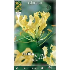 Fire Lily Yellow Tuber (Gloriosa superba 'Lutea')