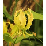Fire Lily Yellow Tuber (Gloriosa superba 'Lutea')