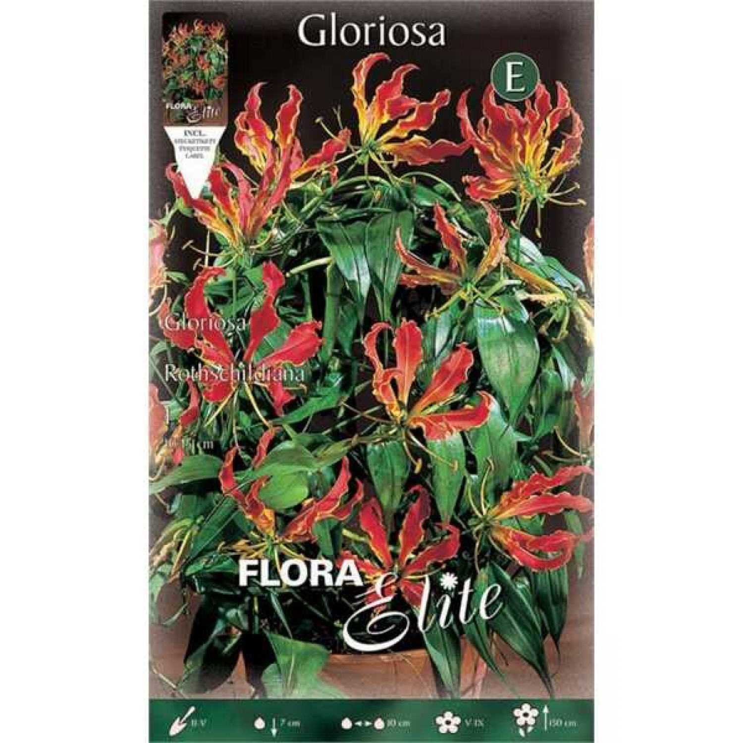 Fire Lily Yellow-Red Tuber (Gloriosa superba 'Rothchildiana')
