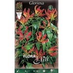 Fire Lily Yellow-Red Tuber (Gloriosa superba 'Rothchildiana')