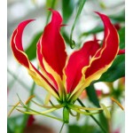 Fire Lily Yellow-Red Tuber (Gloriosa superba 'Rothchildiana')