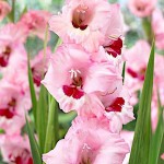 Γλαδιόλα Wine & Rose Φάκελος 10 Βολβών (Gladiolus x hortulanus 'Wine and Roses') 517099 Γλαδιόλες Wine & Roses Φάκελος 10 Βολβών Ροζ Κόκκινο