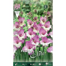Gladiola Maggie 10 Corms Purple - White