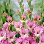 Γλαδιόλες Maggie Φάκελος 10 Βολβών Μωβ - Λευκό