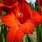 Γλαδιόλες Mascagni Φάκελος 10 Βολβών