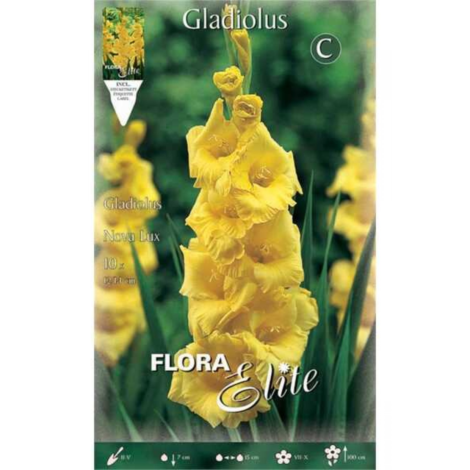 Γλαδιόλα Nova Lux Φάκελος 10 Βολβών (Gladiolus grandiflorus 'Nova Lux') Γλαδιόλες Nova Lux Φάκελος 10 Βολβών