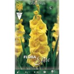 Γλαδιόλα Nova Lux Φάκελος 10 Βολβών (Gladiolus grandiflorus 'Nova Lux') Γλαδιόλες Nova Lux Φάκελος 10 Βολβών