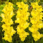 Γλαδιόλα Nova Lux Φάκελος 10 Βολβών (Gladiolus grandiflorus 'Nova Lux') Γλαδιόλες Nova Lux Φάκελος 10 Βολβών