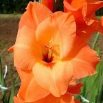 Γλαδιόλες Peter Pears Φάκελος 10 Βολβών Κόκκινο - Πορτοκαλί