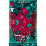 Γλαδιόλες Plum Tart Φάκελος 10 Βολβών Πορφυρό - Λευκό