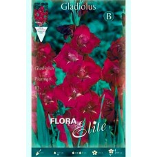 Γλαδιόλες Plum Tart Φάκελος 10 Βολβών Πορφυρό - Λευκό